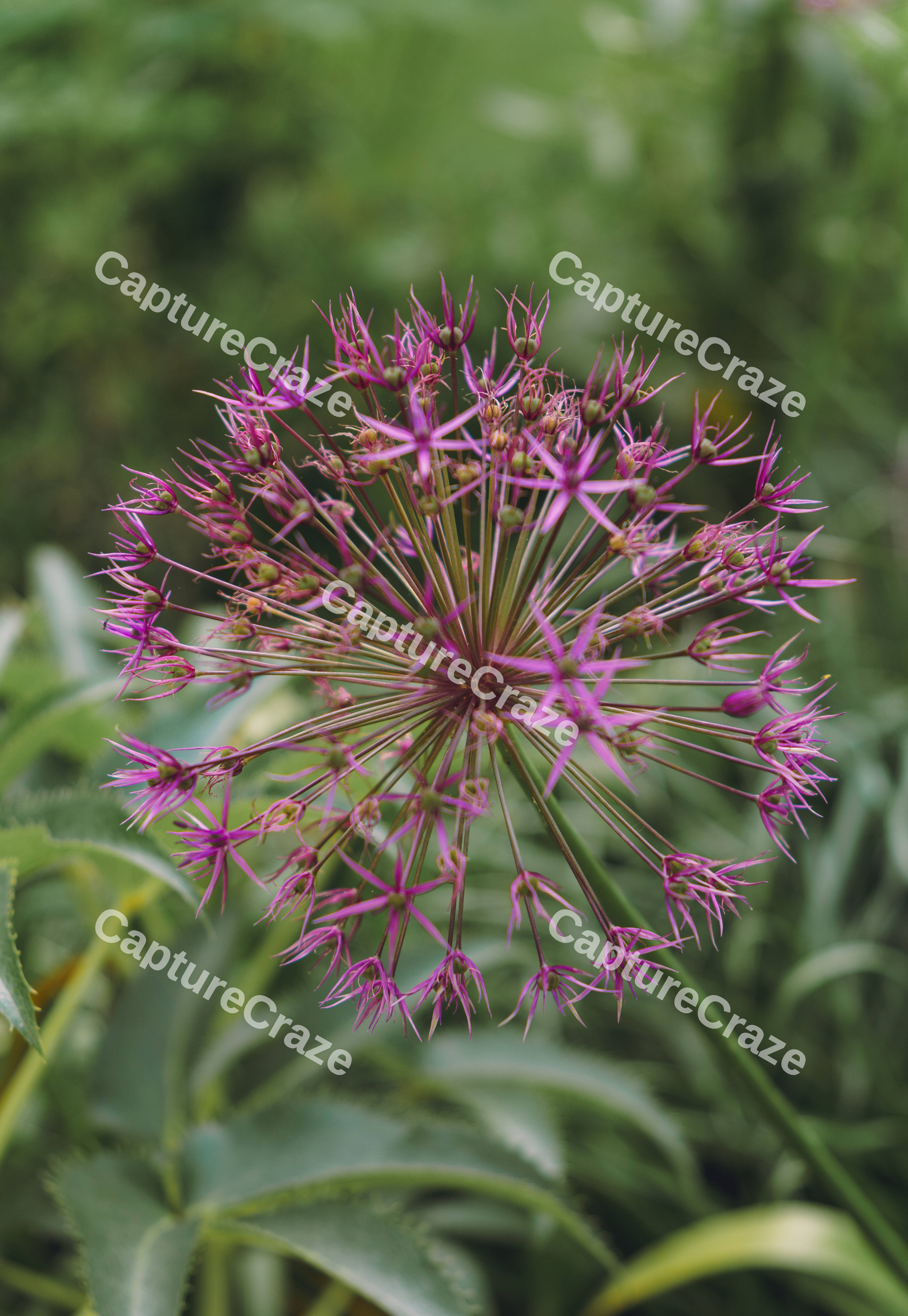 Allium (Star of Persia)